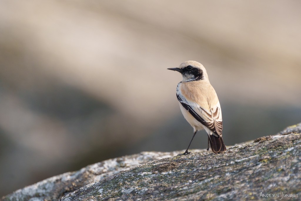 Bild på en stensätta. Fotograf: Anders Jungle